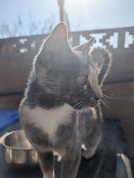 Millie -  Domestic Short Hair Cat for Adoption in Calimesa, California - Millie | PetCurious