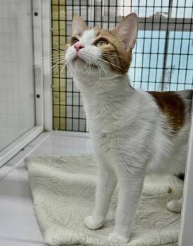 Domestic Short Hair Cats Available for Adoption - Zara | PetCurious