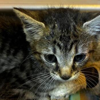 Squeak -  Domestic Short Hair Cat for Adoption in Columbus, North Carolina - Squeak | PetCurious