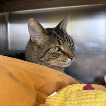 Mural -  Domestic Short Hair Cat for Adoption in Richmond, Virginia - Mural | PetCurious