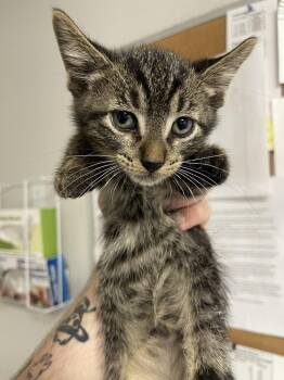 Mechanic -  Domestic Short Hair Cat for Adoption in Bolivar, Missouri - Mechanic | PetCurious