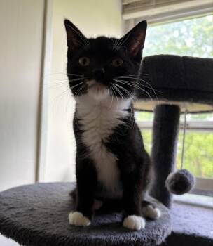 Louie -  Domestic Short Hair Cat for Adoption in Avon, New York - Louie | PetCurious