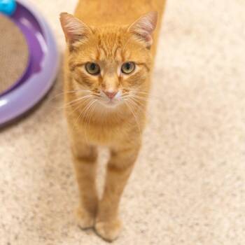 Queso Fresco -  Domestic Short Hair Cat for Adoption in Wilmington, Delaware - Queso Fresco | PetCurious