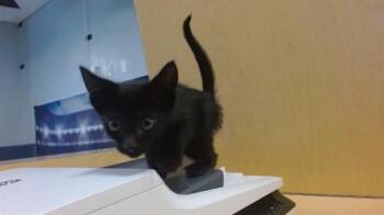 LOUIE -  Siamese Cat for Adoption in Doral, Florida - LOUIE | PetCurious