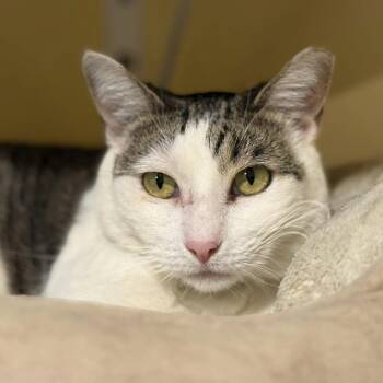 Rescue Domestic Short Hair Cats for Adoption in Tucson, Arizona - Kayel | PetCurious
