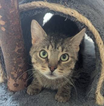 Domestic Short Hair Cats Available for Adoption in Fremont, Ohio - Hero | PetCurious