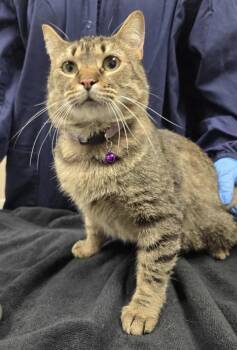 Mamo -  Domestic Short Hair Cat for Adoption in Sherwood, Oregon - Mamo | PetCurious