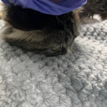 Domestic Short Hair Cats Available for Adoption - PURFUR | PetCurious