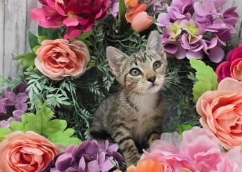 Berry -  Domestic Short Hair Cat for Adoption in Ocean Springs, Mississippi - Berry | PetCurious