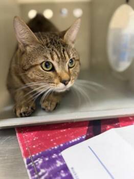 KODA -  Domestic Short Hair Cat for Adoption in Riverside, California - KODA | PetCurious
