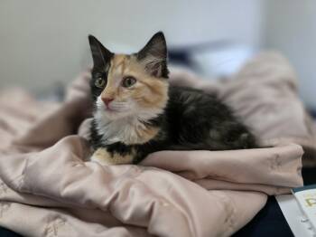 Honey -  Domestic Long Hair Cat for Adoption in Wilmington, North Carolina - Honey | PetCurious