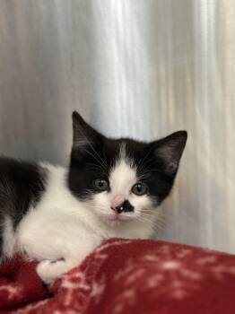 Rescue Domestic Short Hair Cats for Adoption in Macomb, Michigan - Moscato | PetCurious