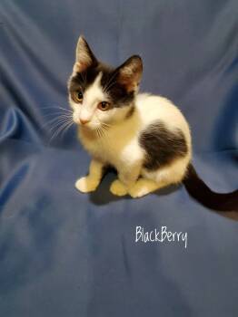 Rescue Domestic Short Hair Cats for Adoption in Aurora, Indiana - Berrypatch Cats : Blackberry | PetCurious