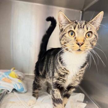 Freddy -  Domestic Short Hair Cat for Adoption in Englewood, Florida - Freddy | PetCurious