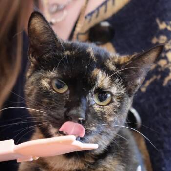 Domestic Short Hair Cats Available for Adoption - Bridget | PetCurious