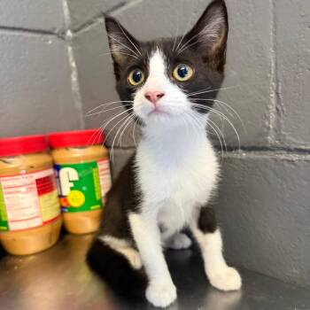 TUSC-Stray-85475 -  Domestic Short Hair Cat for Adoption in Tuscaloosa, Alabama - TUSC-Stray-85475 | PetCurious