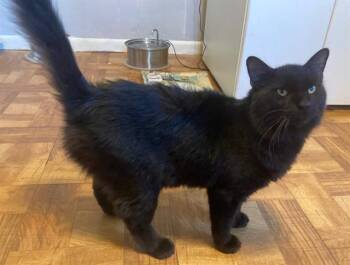 Rescue Domestic Short Hair Cats for Adoption - MILO | PetCurious
