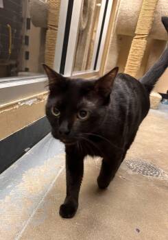 Odin & Loki (*bonded pair) -  Domestic Short Hair and Bengal Cat for Adoption in Wheaton, Illinois - Odin & Loki (*bonded Pair) | PetCurious