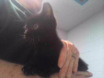 FIESTA -  Domestic Short Hair Cat for Adoption in Tallahassee, Florida - FIESTA | PetCurious
