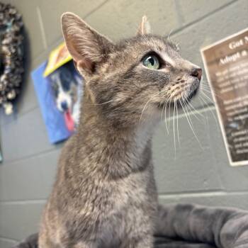 Rescue Domestic Short Hair Cats for Adoption in Waynesboro, Pennsylvania - Frog | PetCurious