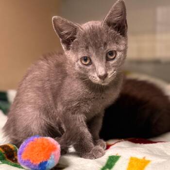 Serah -  Domestic Short Hair Cat Available for Adoption in Cumming, Georgia - Serah | PetCurious