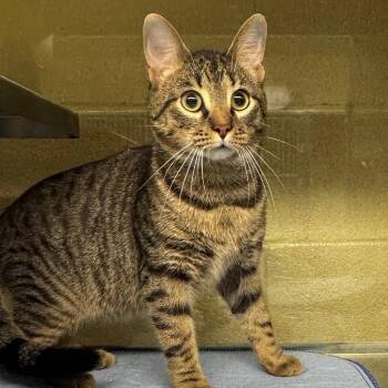 Domestic Short Hair Cats Available for Adoption in Concord, North Carolina - Muppet | PetCurious