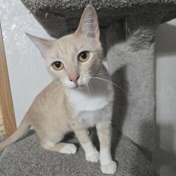 Tabby Cats Available for Adoption - Remi | PetCurious