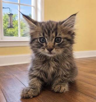 Domestic Long Hair and Domestic Short Hair Cats Available for Adoption in West Memphis, Arkansas - Gardenia | PetCurious