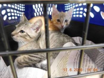Dime -  Domestic Short Hair Cat for Adoption in North Richland Hills, Texas - Dime | PetCurious