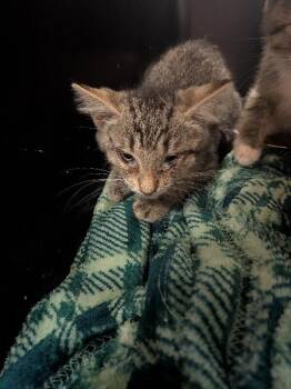 Data -  Domestic Short Hair Cat for Adoption in Cincinnati, Ohio - Data | PetCurious
