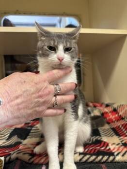 Rescue Domestic Short Hair Cats for Adoption in Atlanta, Georgia - Spritz | PetCurious