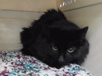 Domestic Long Hair and Domestic Short Hair Cats Available for Adoption in Omaha, Nebraska - PAISLEY | PetCurious