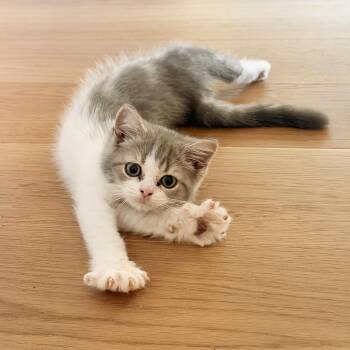 Atlas -  Scottish Fold and British Shorthair Cat for Adoption - Atlas | PetCurious