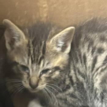 Domestic Short Hair Cats Available for Adoption in Philadelphia, Pennsylvania - Right | PetCurious