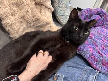 Bombay and Domestic Short Hair Cats Available for Adoption in Houston, Texas - MN Bandit (laps, Hearts, Catnip Tarts) | PetCurious