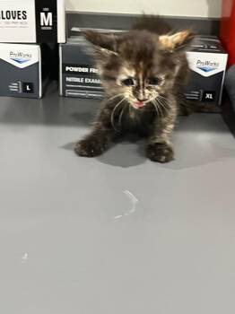 Bam-Bam -  Domestic Medium Hair Cat for Adoption in Benton, Arkansas - Bam-Bam | PetCurious