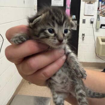 Domestic Short Hair Cats Available for Adoption in Ardmore, Oklahoma - Ceyenne | PetCurious