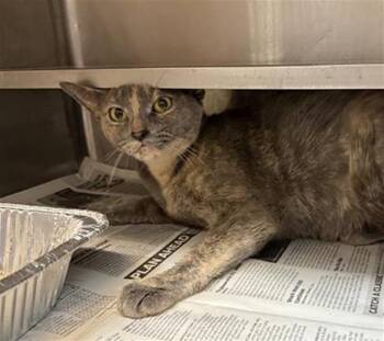 Rescue Domestic Short Hair Cats for Adoption in Aurora, Illinois - GEISHA | PetCurious