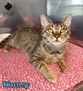 Domestic Short Hair Cats Available for Adoption in Heath, Ohio - Kinney | PetCurious