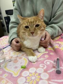 Domestic Short Hair Cats Available for Adoption - Tigger | PetCurious