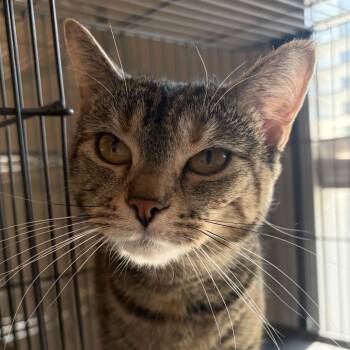 Jambalaya -  Domestic Short Hair Cat for Adoption in Louisville, Kentucky - Jambalaya | PetCurious