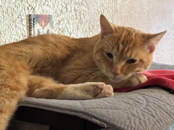 Orion -  Domestic Short Hair Cat Available for Adoption in Ben Avon, Pennsylvania - Orion | PetCurious