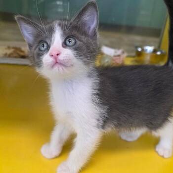 Domestic Short Hair Cats Available for Adoption in Abilene, Texas - Lotus | PetCurious