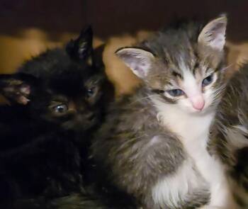 Domestic Short Hair Cats Available for Adoption - Tube Top | PetCurious