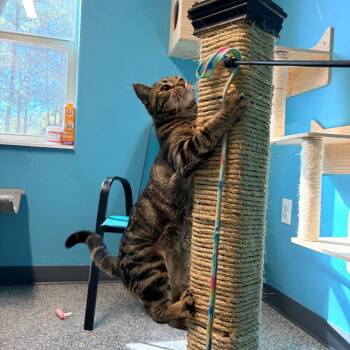 Domestic Short Hair Cats Available for Adoption - Cinnamonroll | PetCurious