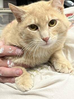 Domestic Short Hair Cats Available for Adoption in Zimmerman, Minnesota - Tigger | PetCurious