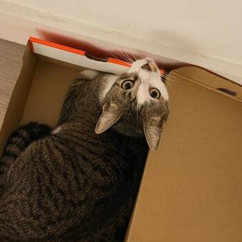 Leo -  Tabby Cat for Adoption in Palmetto Bay, Florida - Leo | PetCurious