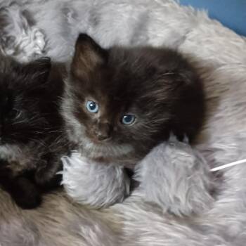 Scout C11840 -  Domestic Short Hair Cat for Adoption - Scout C11840 | PetCurious