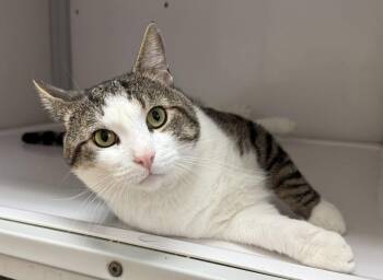 Kane (FIV+) -  Domestic Short Hair Cat for Adoption in Alexandria, Virginia - Kane (FIV+) | PetCurious