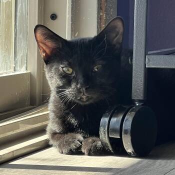 Rescue Domestic Short Hair Cats for Adoption in Oracle, Arizona - Cher | PetCurious